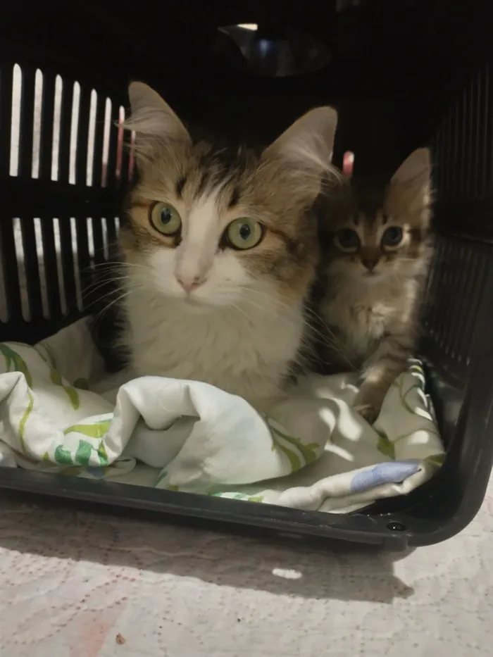 Gato raça SRD idade Abaixo de 2 meses nome Gatinha 