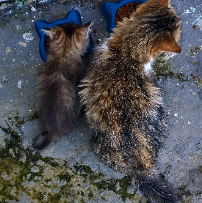 Gato raça SRD-ViraLata idade Abaixo de 2 meses nome Mia 