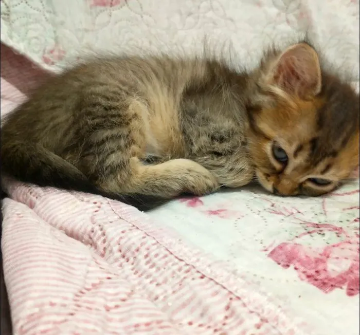 Gato raça SRD-ViraLata idade Abaixo de 2 meses nome Mia 