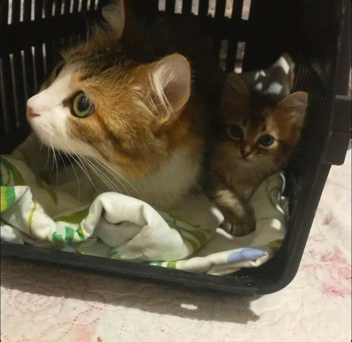 Gato raça SRD-ViraLata idade Abaixo de 2 meses nome Mia 
