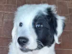 Cachorro raça Labrador idade 2 a 6 meses nome Apollo 