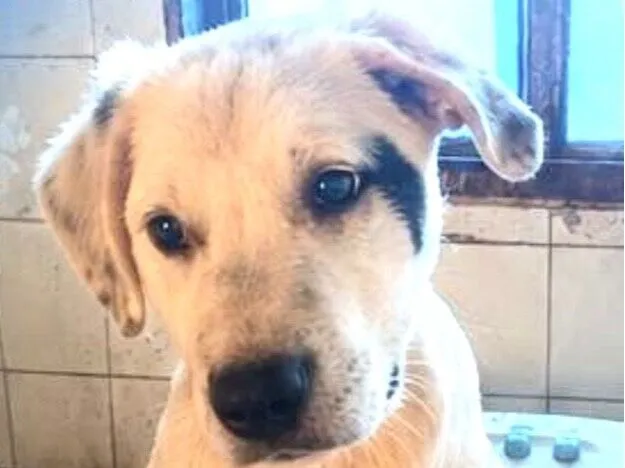 Cachorro raça Labrador idade 2 a 6 meses nome Duke 