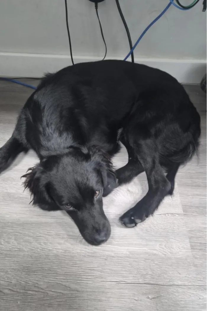 Cachorro raça SRD-ViraLata idade 7 a 11 meses nome Snoop