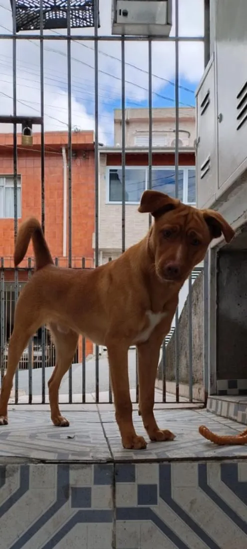 Cachorro raça SRD-ViraLata idade 7 a 11 meses nome Fofo