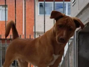 Cachorro raça SRD-ViraLata idade 7 a 11 meses nome Fofo