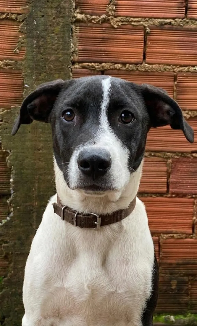 Cachorro raça SRD-ViraLata idade 2 a 6 meses nome Medusa