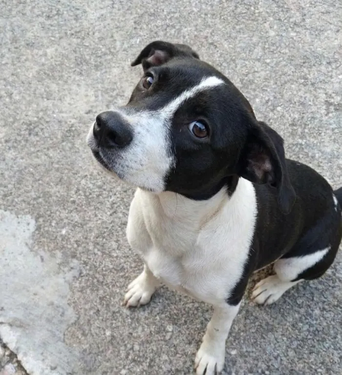 Cachorro raça SRD-ViraLata idade 2 a 6 meses nome Medusa