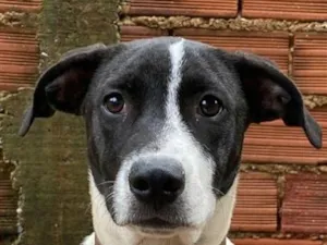 Cachorro raça SRD-ViraLata idade 2 a 6 meses nome Medusa