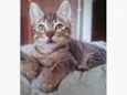 TANGO TIGRE