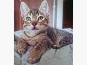 Gato raça SRD-ViraLata idade 2 a 6 meses nome TANGO TIGRE