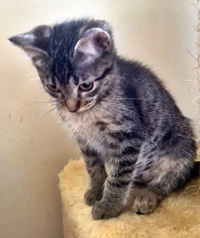 Gato raça SRD-ViraLata idade 2 a 6 meses nome TIGRADA GRUDINHO