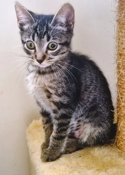 Gato raça SRD-ViraLata idade 2 a 6 meses nome TIGRADA GRUDINHO