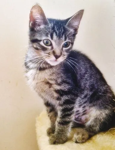 Gato raça SRD-ViraLata idade 2 a 6 meses nome TIGRADA GRUDINHO