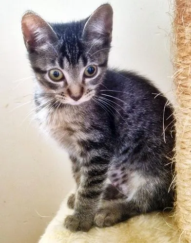 Gato raça SRD-ViraLata idade 2 a 6 meses nome TIGRADA GRUDINHO