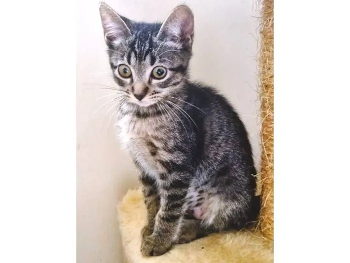 Gato raça SRD-ViraLata idade 2 a 6 meses nome TIGRADA GRUDINHO