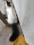 Ceará 