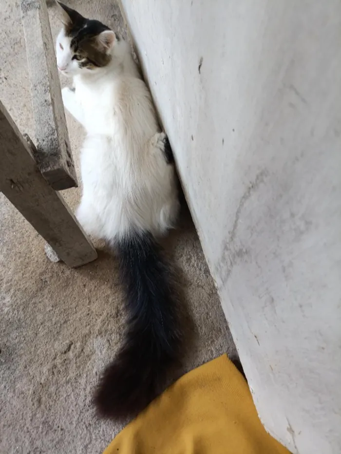 Gato raça SRD-ViraLata idade 7 a 11 meses nome Ceará 