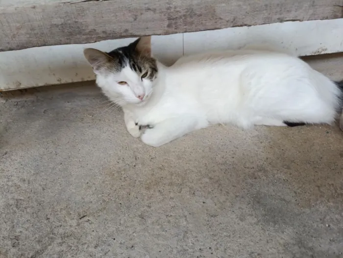Gato raça SRD-ViraLata idade 7 a 11 meses nome Ceará 