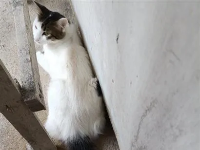 Gato raça SRD-ViraLata idade 7 a 11 meses nome Ceará 
