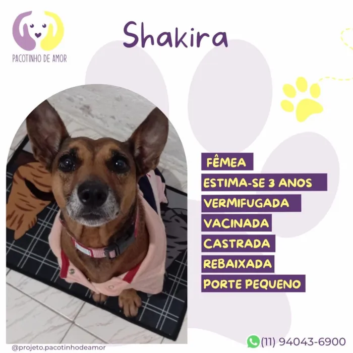 Cachorro raça SRD-ViraLata idade 3 anos nome Shakira