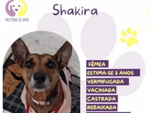 Cachorro raça SRD-ViraLata idade 3 anos nome Shakira
