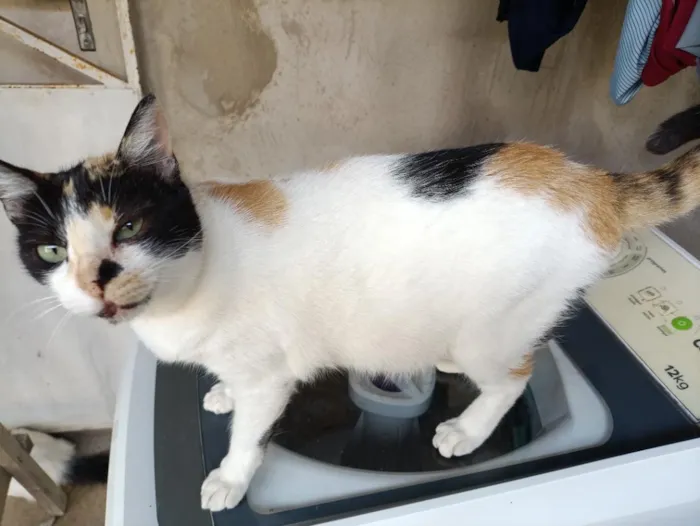 Gato raça SRD-ViraLata idade 3 anos nome sem nome