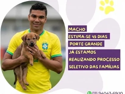 Cachorro raça SRD-ViraLata idade Abaixo de 2 meses nome Casemiro