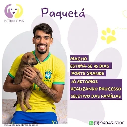 Cachorro raça SRD-ViraLata idade 2 a 6 meses nome Paquetá
