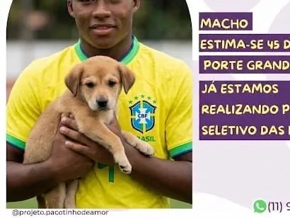 Cachorro raça SRD-ViraLata idade 2 a 6 meses nome Endrick