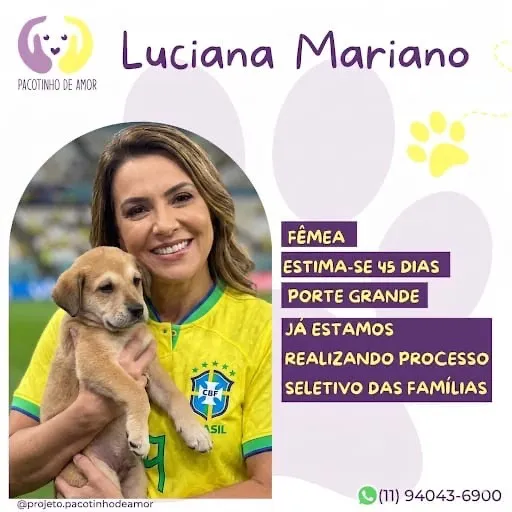 Cachorro raça SRD-ViraLata idade 2 a 6 meses nome Luciana Mariano 