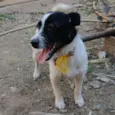 Félix 