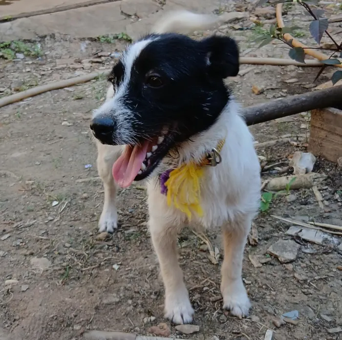Cachorro raça SRD-ViraLata idade 7 a 11 meses nome Félix 