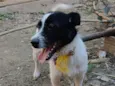 Félix 