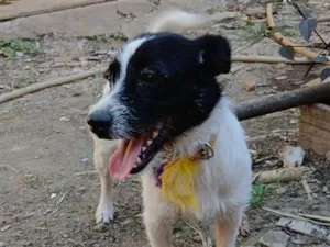 Cachorro raça SRD-ViraLata idade 7 a 11 meses nome Félix 