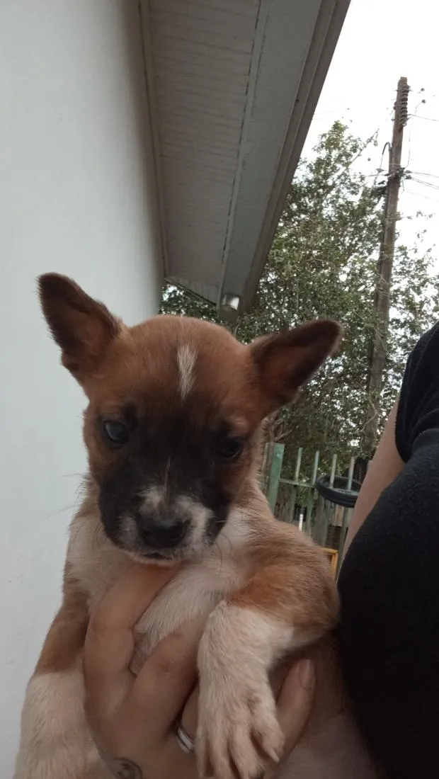 Cachorro raça SRD-ViraLata idade 2 a 6 meses nome Nina 