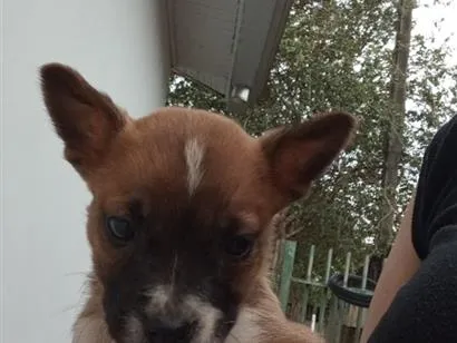 Cachorro raça SRD-ViraLata idade 2 a 6 meses nome Nina 
