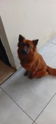 Milu
