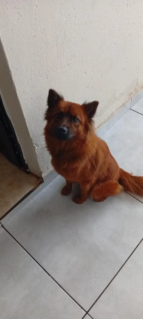 Cachorro raça SRD-ViraLata idade 2 anos nome Milu