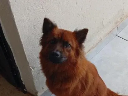 Cachorro raça SRD-ViraLata idade 2 anos nome Milu