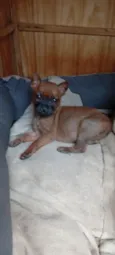 Belinha