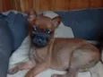 Belinha