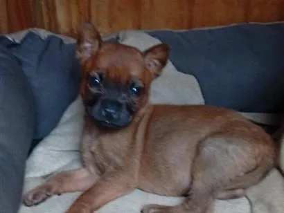 Cachorro raça SRD-ViraLata idade 2 a 6 meses nome Belinha