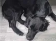 Snoop