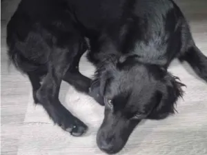 Cachorro raça SRD-ViraLata idade 7 a 11 meses nome Snoop