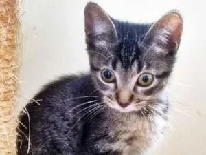 Gato raça SRD-ViraLata idade 2 a 6 meses nome TIGRADA GRUDINHO
