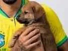Cachorro raça SRD-ViraLata idade 2 a 6 meses nome Paquetá