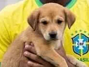 Cachorro raça SRD-ViraLata idade 2 a 6 meses nome Endrick