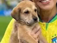 Cachorro raça SRD-ViraLata idade 2 a 6 meses nome Luciana Mariano 