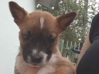 Cachorro raça SRD-ViraLata idade 2 a 6 meses nome Nina 