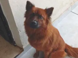 Cachorro raça SRD-ViraLata idade 2 anos nome Milu